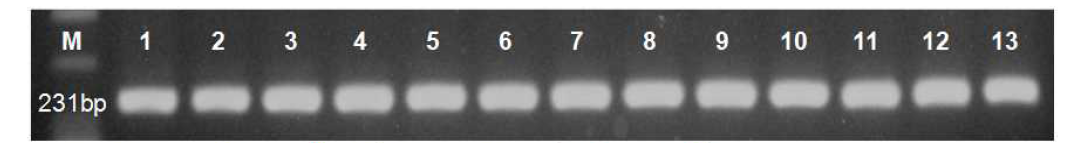rpsL 유전자에서 선택된 특이 감별부위 증폭산물