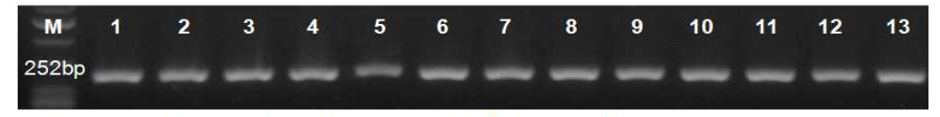 glk2 유전자에서 선택된 특이 감별부위 증폭산물