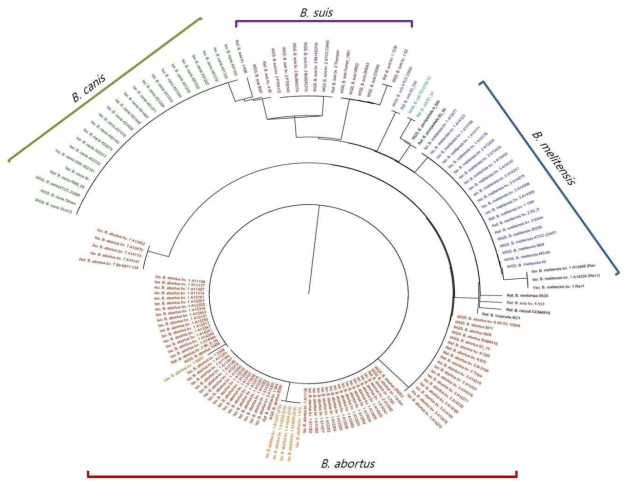 MLSA(14 gene 23 SNP)을 이용한 브루셀라균의 phylogenetic tree 분석