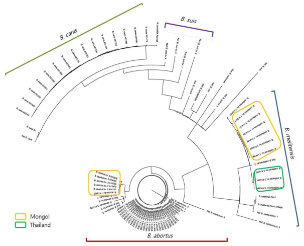 draft WGS을 이용한 브루셀라균의 phylogenetic tree 분석