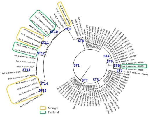 MLSA(11 gene 20 SNP)을 이용한 B. abortus균의 유전학적 특성분석