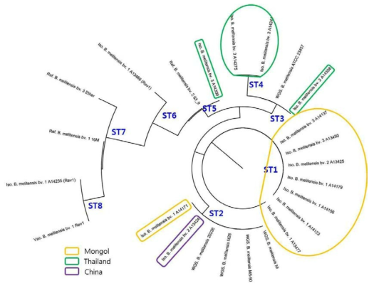 MLSA(8 gene 17 SNP)을 이용한 B. melitensis균의 유전학적 특성분석