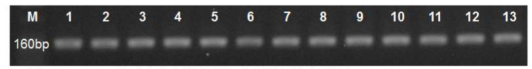 16S rRNA 유전자에서 선택된 특이 감별부위 증폭산물