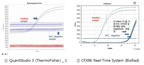real-time PCR을 이용한 Ca. L.solanacearum 진단프라이머의 특이성 검정 Ct 값 비교