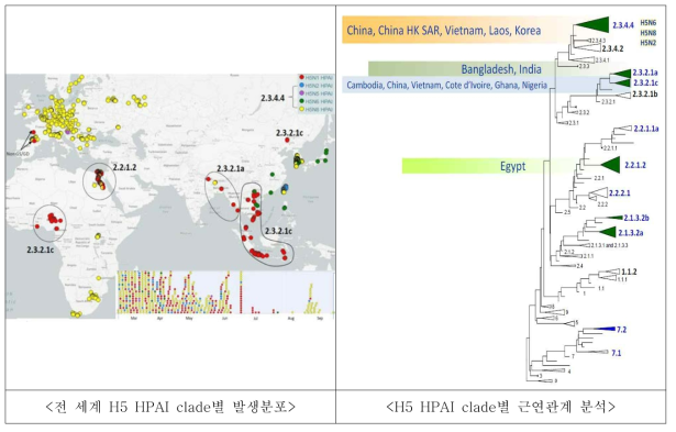 전 세계 HPAI clade별 발생분포 및 분석