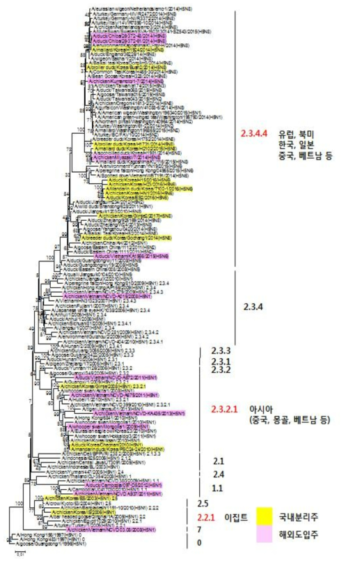 최근 유행 H5형 HPAI 바이러스에 대한 Phylogenetic tree(clade 구분)