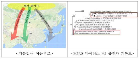 겨울철새 이동경로 및 H5 유전자 계통도