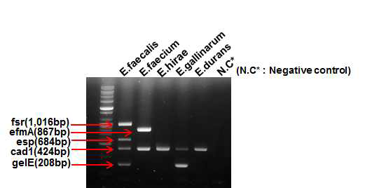 선정된 Enterococcus species의 독성유전자에 대한 Multiplex 결과