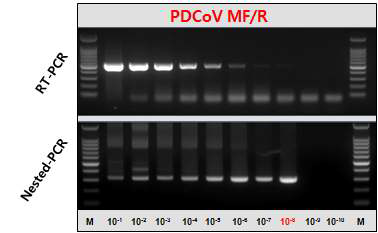 PDCoV 단일 cRT-PCR 및 nested PCR 결과