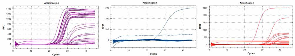 RotaV group 동시감별 qRT-PCR