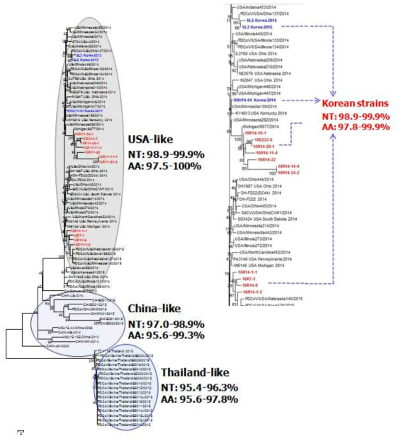 국내·외 PDCoV의 S gene에 대한 phylogenetic analysis