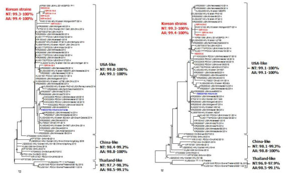 국내·외 PDCoV의 M(좌) 및 N(우) gene에 대한 phylogenetic analysis