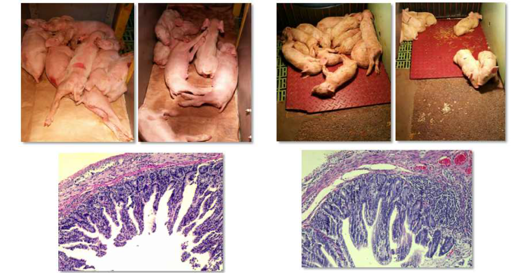 PDCoV 병원성 시험용으로 선발된 농장의 돼지 임상 증상 및 장 조직 소견