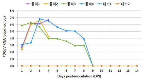 포유자돈에 대한 PDCoV 공격접종 후 분변내 바이러스 정량 결과