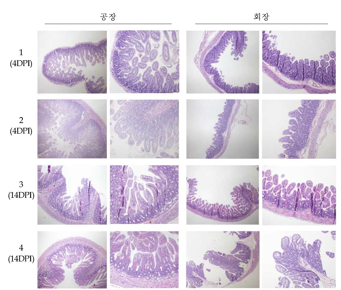 포유자돈에 대한 PDCoV 공격접종 후 소장의 조직학적 소견(H&E 염색)