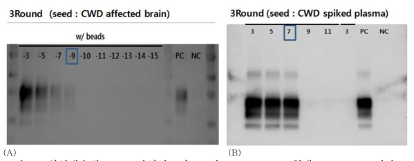 희석배수별 CWD 감염뇌조직(A) 및 CWD spiked 혈액(B) PMCAb 결과