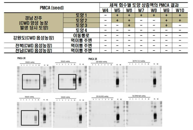 CWD 감염농장 토양에서 PMCA결과