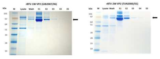 SDS-PAGE analysis of plant-expressed rVP2 BTV-1w & -2w in N.