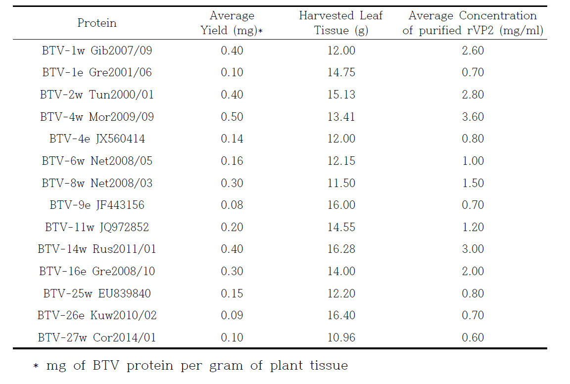 식물발현 BTV VP2 protein