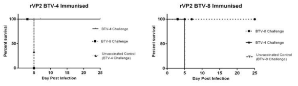 식물발현 BTV-4 및 BTV-8 rVP2 재조합 단백질로 면역시킨 마우스에서 동 종 및 이종 BTV 공격접종에 따른 방어능 확인