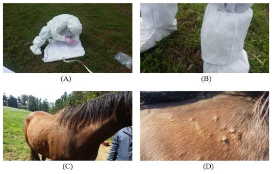 말 목장 주변 환경(A, B) 및 말 축체(C,D)에서 진드기 채집 사진
