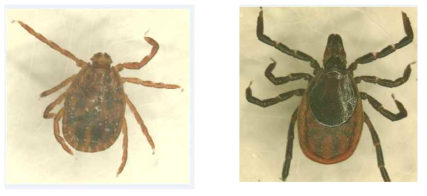 좌: Haemaphysalis longicornis(작은소피참진드기), 우: Ixodes nipponensis(일본참진드기)