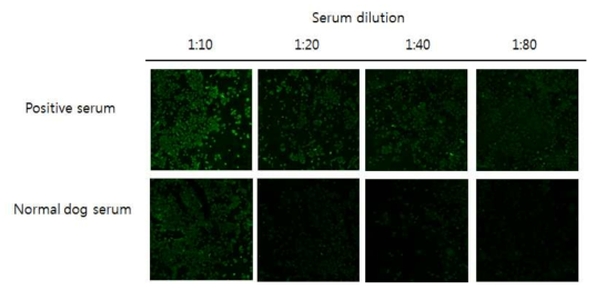 혈청 희석배수에 따른 양성 및 음성 혈청의 IFA 결과 비교
