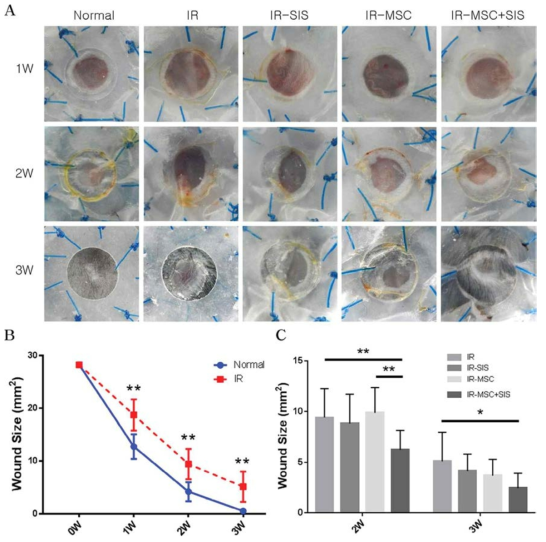 방사선 복합 피부손상 모델에서의 치유 지연 및 MSC-SIS 복합체의 치료효과