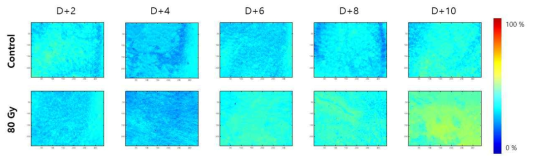 정상 및 방사선 피부 손상 마우스의 (80 Gy) 산소포화도 변화