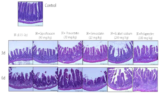 방사선 위장관 증후군 마우스 모델에서의 여러 약물들의 치료효과 평가