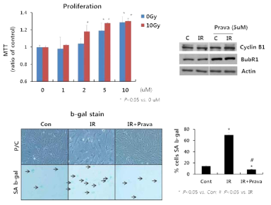 human inteatinal epithelia cell에 대한 pravastatin 효과: proliferation 증진