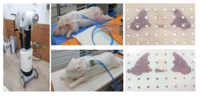 Experimental setup and devices for irradiation experiments with the real minipig and minipig physical phantom