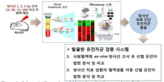 Schematic illustration of biomarker development in radiation exposure