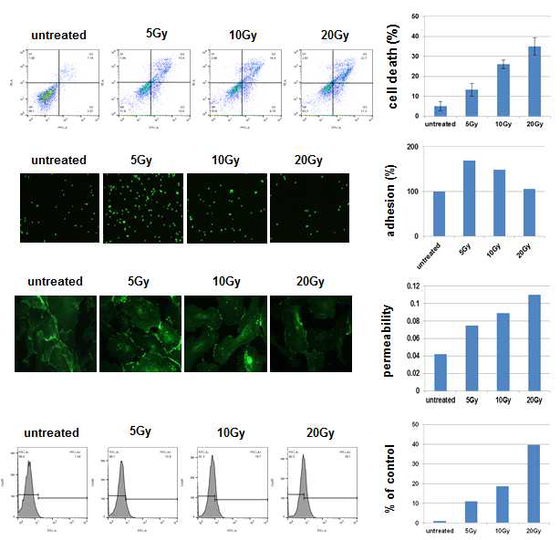 Increase of permeability and adherent in HUVEC by ionizing radiation