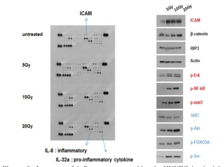 Increase of inflammatory cytokine in HUVEC by ionizing radiation