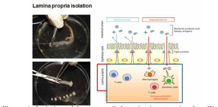 Isolation of immune cell from lamina propria after IR