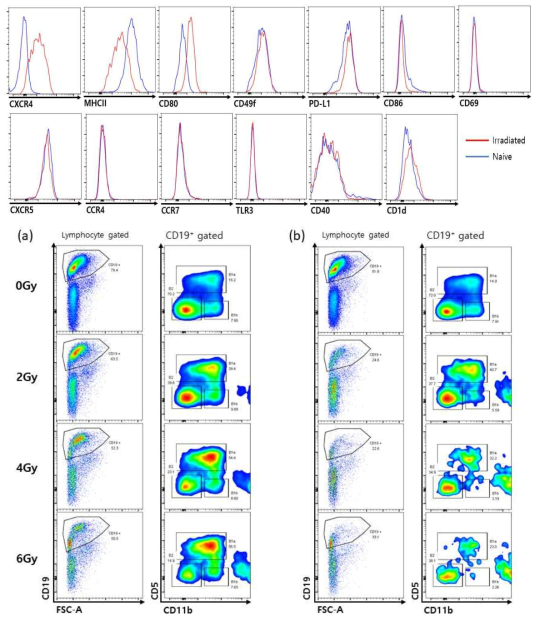 radioresistance of B-1 cell is decreased by Interferon signal.