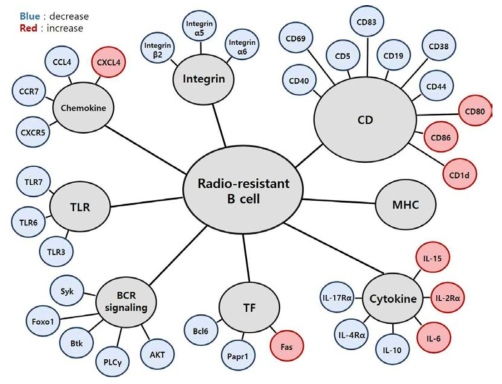 Gene expression pattern of radio-resisrant B-1 cell after ionizing radiation