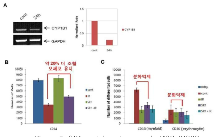 SR1 sustains stemness in HSCs/HSPCs