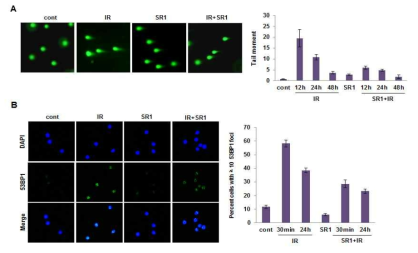 SR1 attenuates IR-induced DNA damage in HSCs/HSPCs.