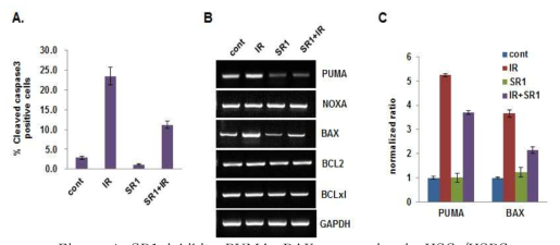 SR1 inhibits PUMA, BAX expression in HSCs/HSPCs