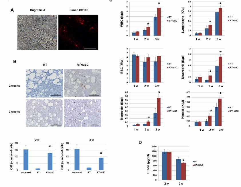 Co-cultured with MSC enhances growth and proliferation of HSC