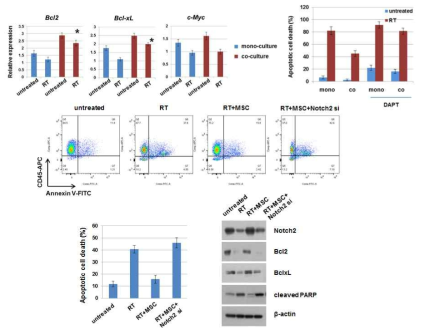 MSC protects apoptosis of HSC, leading to Bcl2, Bcl-xL and c-Myc. Notch inhibitor DAPT reduces protection effect of MSC.