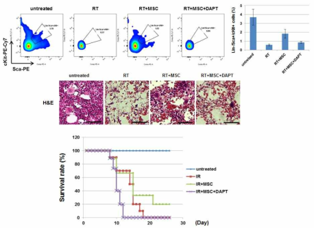 Protection effect of MSC in vivo mice