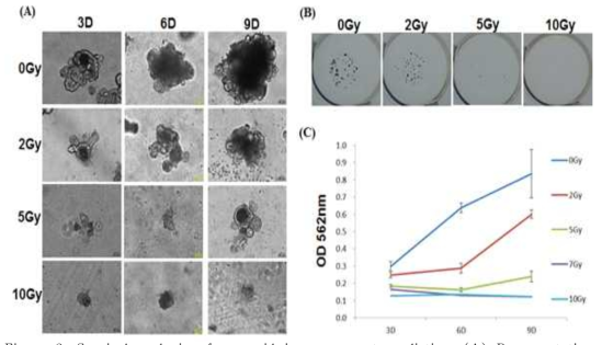 Survival analysis of organoid in response to radiation.