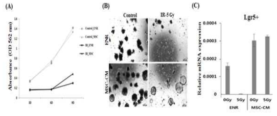 Mesenchymal stem cells-conditioned medium (MSC-CM) enhanced the recovery and proliferation of organoid after radiation-induced damage, but not the early survival rate of cells in irradiated organoid.