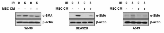 Secretion factor from MSC inhibits α-SMA expression