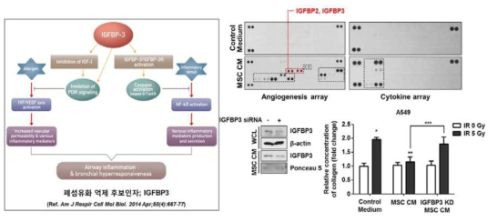 IGFBP3 candidates secretion factor from MSC