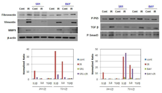 SR1 inhibits MMP activation and secretion of IL8