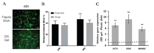일반 배양과 SIS 적용 배양에 따른 MSC 증식 및 줄기세포능 마커 발현 분석